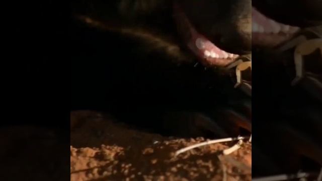 Comodo Dragon And Honey Badger Fight ! Animals Video ! Snake Video ! Comodo Dragon Attack ! #Shorts смотреть онлайн