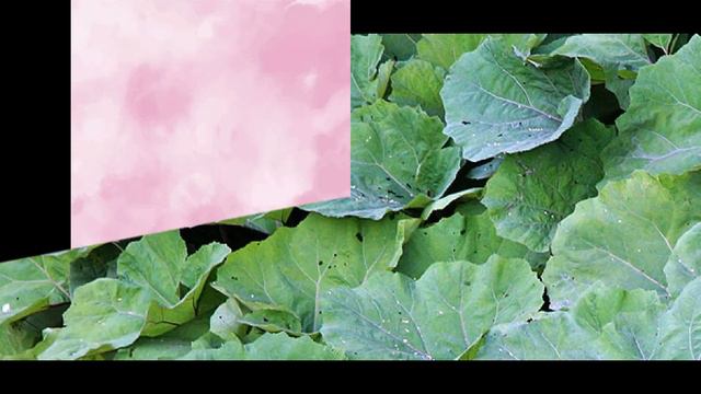 Лечение сахарного диабета у детей. Траволечение.