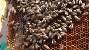 БОРЬБА С РОЕНИЕМ ПЧЕЛ В ЛЕЖАКАХ  (ANTI-SWARMING BEES IN BEDS)