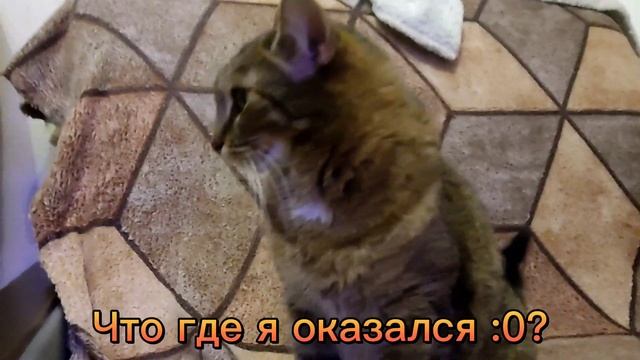 Толстый Кот попал в реальный мир - 6 эпизод ? смотреть онлайн
