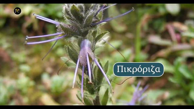Κίρρωση Ηπατος - Σπιτικές Θεραπείες смотреть онлайн