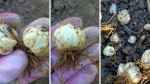 СДЕЛАЙТЕ ТАК,чтобы СПАСТИ ЛИЛИИ! На лилиях почернели листья и стебли!