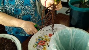 #Как сохранить #розы до #высадки в #грунт.