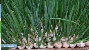 Обзор белого лука Стардаст для выгонки пера