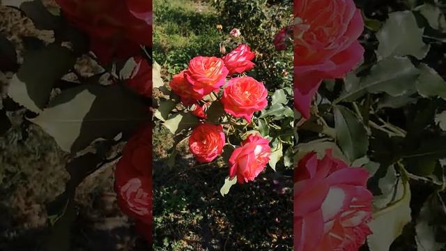 Троянда Мідсаммер смотреть онлайн