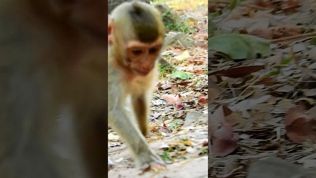 Very strong Qween sovana Protection Poor baby monkey Rainbow смотреть онлайн