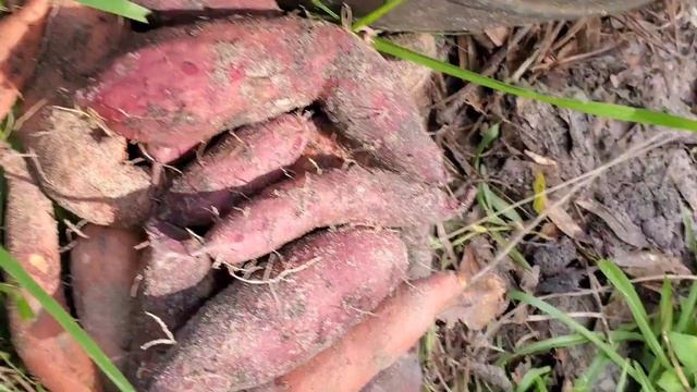 Harvesting sweet potatoes from my small backyard garden - #1 смотреть онлайн