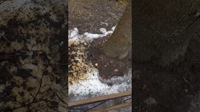 МАГИЯ ВСЕ ХОГВАРТСА!! КУСТ ОКРУЖЕННЫЙ МОЧЕВЫМ СНЕГОМ!! ВЫ ТАКОГО НЕ НАЙДЕТЕ НИГДЕ!! собачки нассали смотреть онлайн