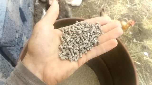 Комбикорм для откорма быка смотреть онлайн