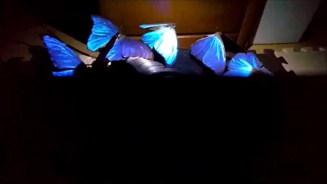 3Dゾートロープ（モルフォ蝶）3D zoetrope x Insects #3 Morpho didius смотреть онлайн