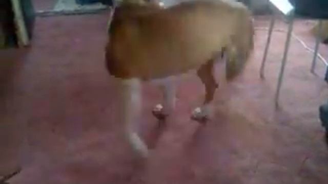 Пес гоняется за своим хвостом смотреть онлайн