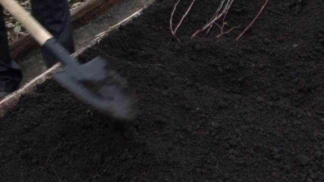 Осенняя прикопка саженцев. Часть 2. НПО «Сады России» смотреть онлайн