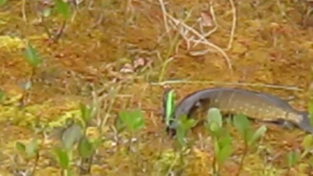 шнурок из болота смотреть онлайн