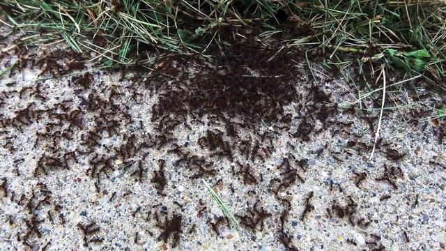 Ant War 40 Minutes смотреть онлайн