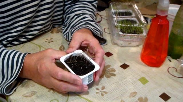 СЕМЕНА УКРОПА проросли за сколько дней смотреть онлайн