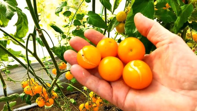 ??ТОМАТ КРАСКИ. ВКУСНЫЙ, УРОЖАЙНЫЙ, УСТОЙЧИВЫЙ. ОБЗОР ГИБРИДА смотреть онлайн