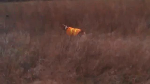 The hunt for a Breton Spaniel BINGO смотреть онлайн