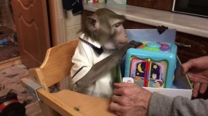 Сёмушке 10 лет (Домашние Макаки)