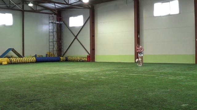 Прогресс фристайл Цветкова Анастасия и Бордер колли АЙСКНЕХТ КРАФТ PINK смотреть онлайн