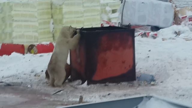 о.Врангеля белые медведи пришли на обед смотреть онлайн