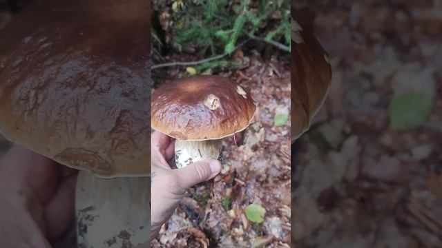 Белые грибы мощный рост в Черном Лесу | Сезон Грибов осень | В лес за белыми грибами смотреть онлайн