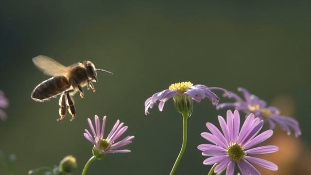Вивальди и Паганини. Божественная скрипка