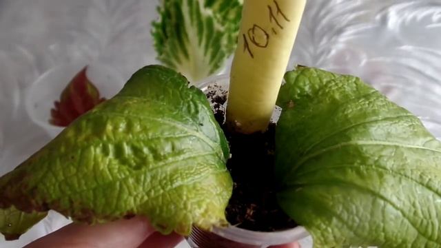 Колеус из листа это МИФ! смотреть онлайн