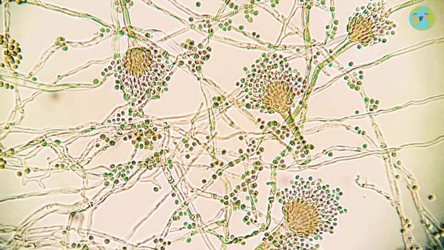 What are Fungi? The Fungi Kingdom for Kids (Learning Videos For Kids) смотреть онлайн
