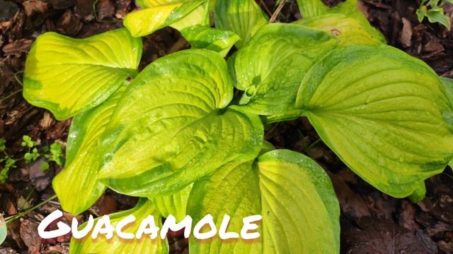 Хоста сорт Guacamole в июне смотреть онлайн