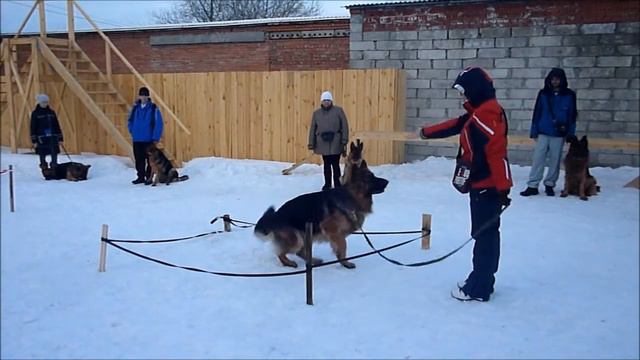 Курс - Городская собака!!! ( Не спорт и не шоу!!!) смотреть онлайн