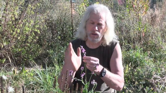 Herbal Materia Medica #30 Wood Betony