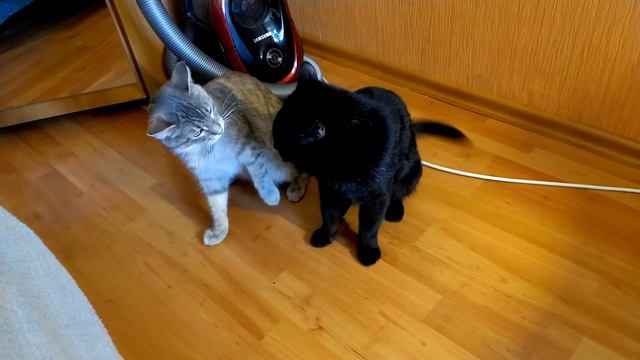 УДЕЛЯЙ МНЕ БОЛЬШЕ ВНИМАНИЯ,ГОВОРИТ БЕЛОЧКА ВАСИЛЬКУ.🐆🐈 смотреть онлайн