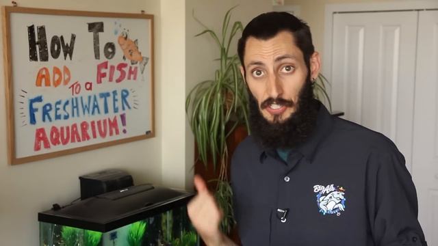 How to Add Fish to a New Freshwater Aquarium! | Big Al's смотреть онлайн