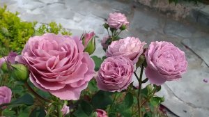 СИРЕНЕВЫЕ РОЗЫ  Нимбус и Блю Шторм