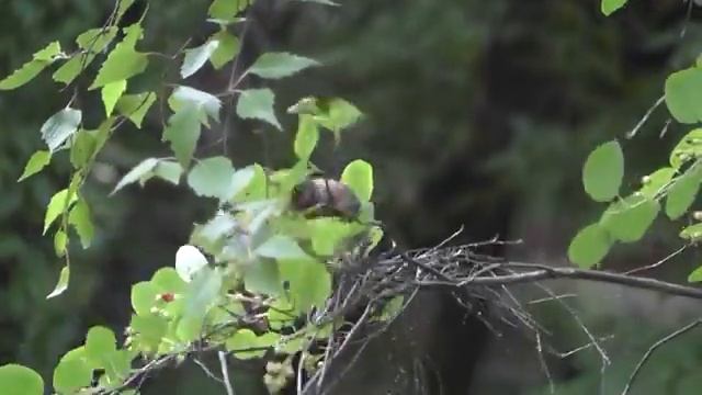 Городские птицы. Дрозды на ирге смотреть онлайн