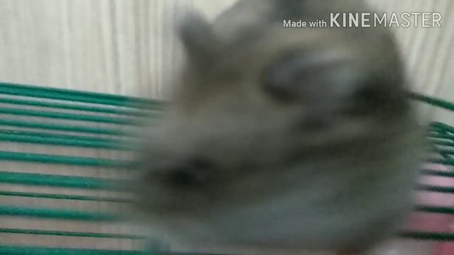 Наш хомяк - акробат. смотреть онлайн