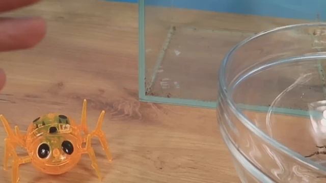 Что если тарантул Паулина встретит Робота Паука? смотреть онлайн