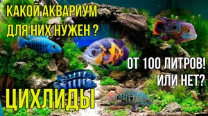 Цихлиды. Какой объём аквариума для них нужен.