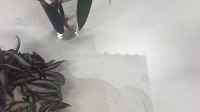 Tradescantia Pallida and Zebrina смотреть онлайн