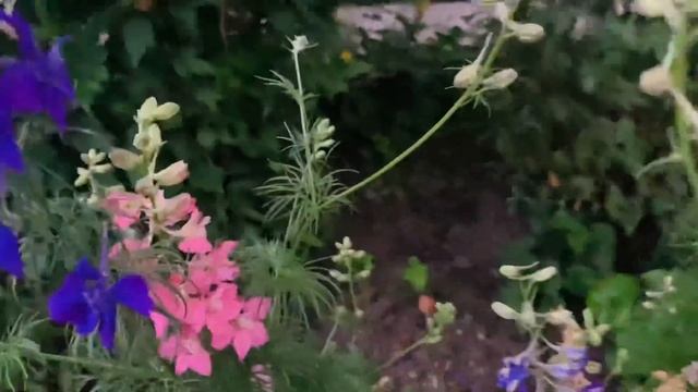 Літо. Троянди. Вечір смотреть онлайн