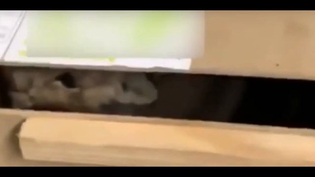 Собака что-то учуяла в наглухо забитой коробке! Сотрудники не поверили своим глазам смотреть онлайн