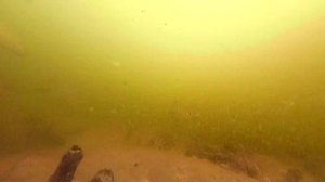 Бюджетная Прикормка кисель вишневый Реакция рыбы Подводные Съемки