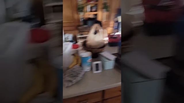 Интересный кошачий домик