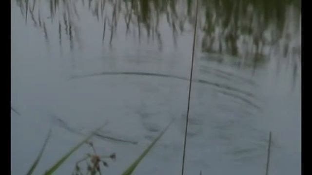 Ловля рыбы в бобровой плотине.Крупный карась. смотреть онлайн