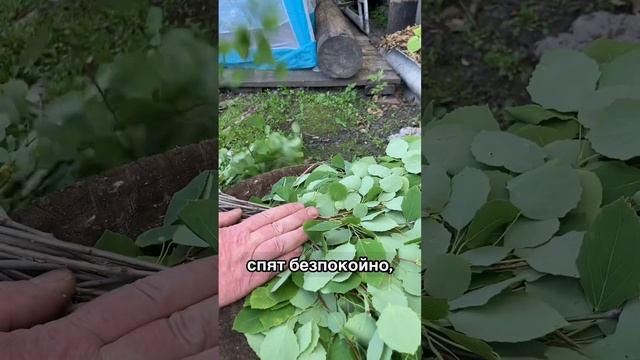 Всё про ОСИНОВЫЙ ВЕНИК для бани смотреть онлайн