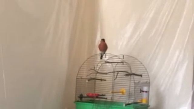 Пение снегиря во время вынужденного заточения смотреть онлайн
