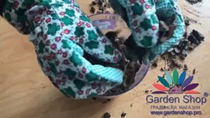 Как разделить орхидею на две части - рассаживать фаленопсис в домашних условиях