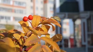 Чтение Корана. 28 джуз. Хафиз Корана Идрис.