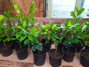 Желтеют листья у домашнего лимона или мандарина Расскажем почему это происходит