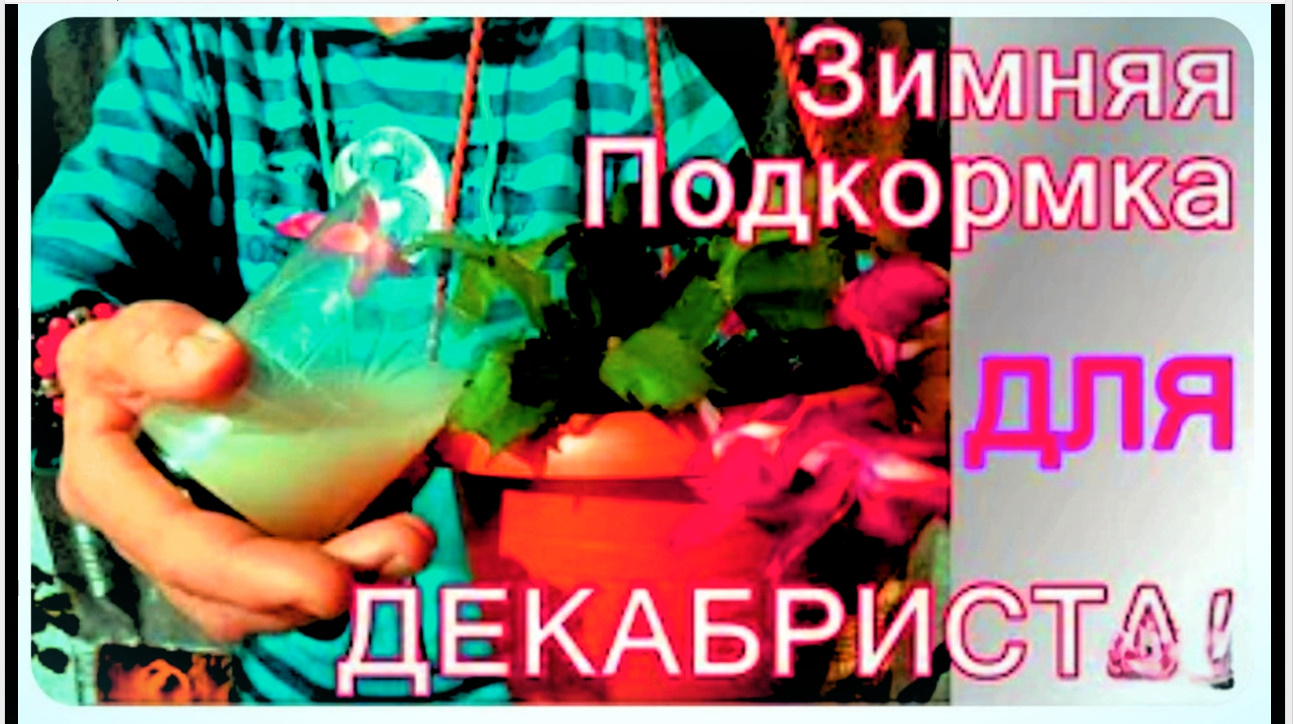 После этой зимней подкормки,шлюмбергера/декабрист/будет пышно цвести всю зиму! смотреть онлайн